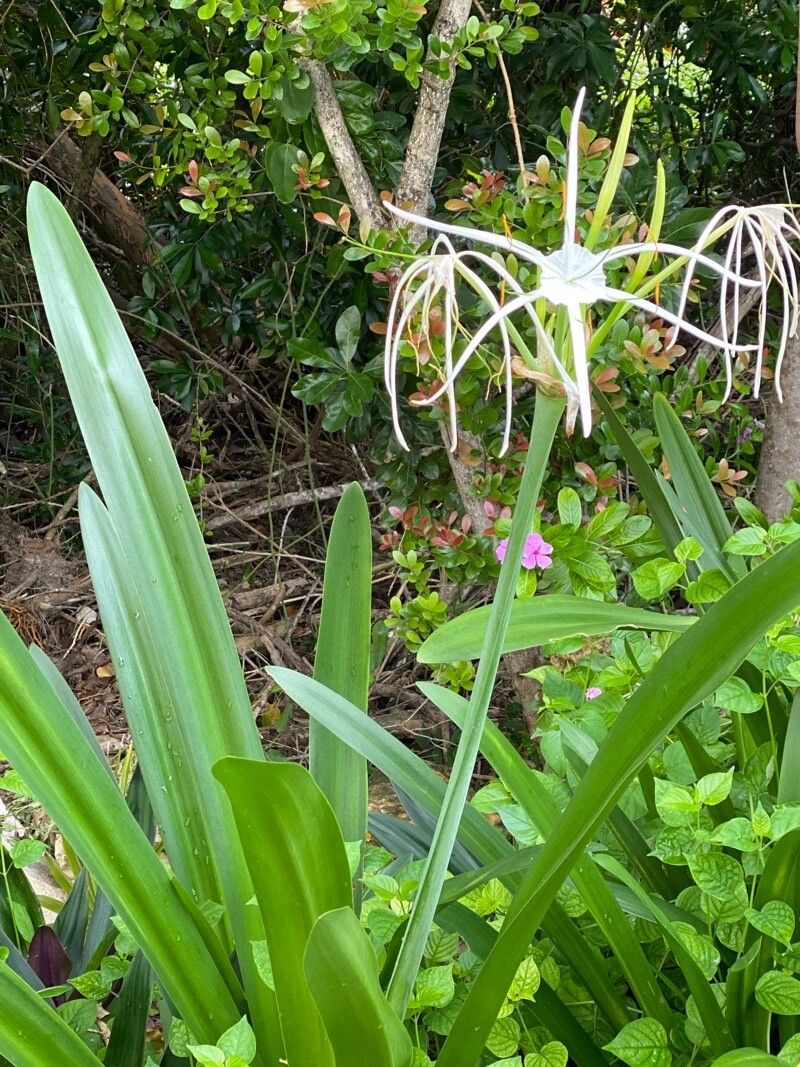 Hymenocallis latifolia — search result for 'Hymenocallis'