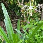 Hymenocallis latifolia