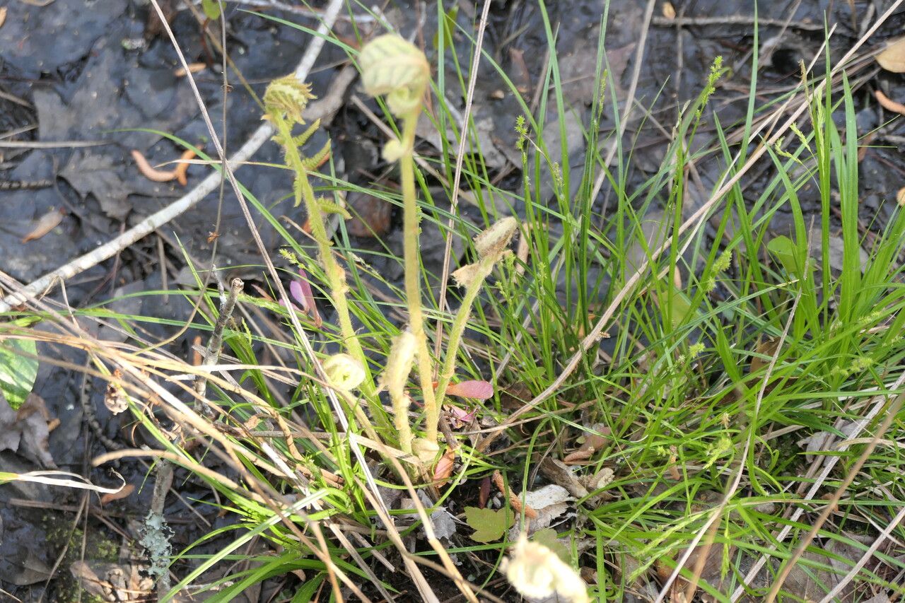 Osmunda cinnamomea habit