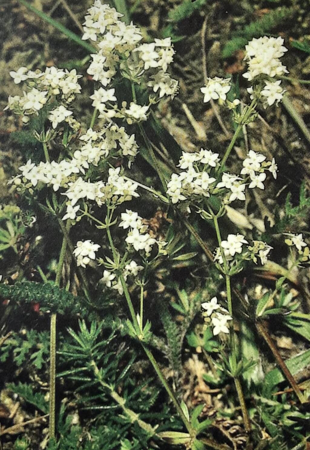 Galium sterneri — houseplant care guide