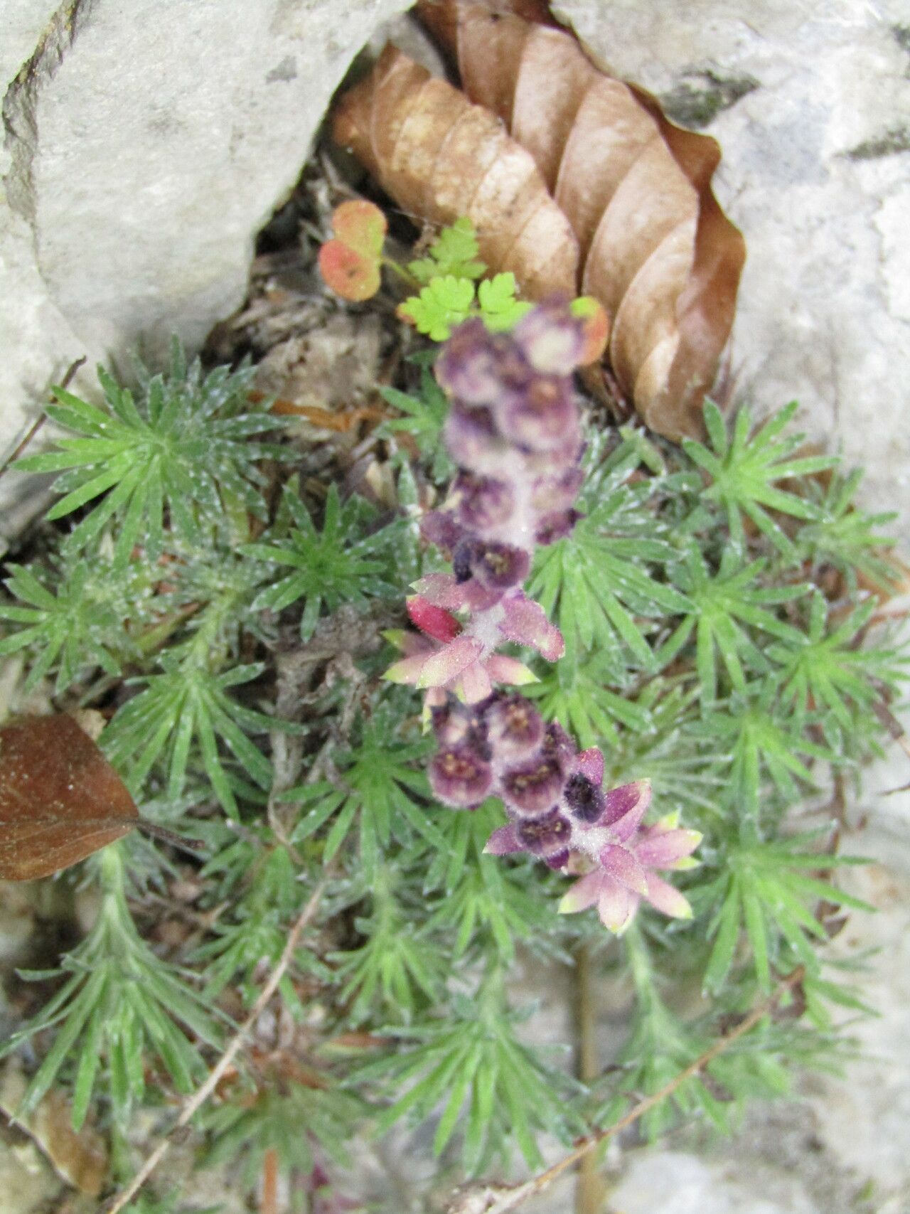 Saxifraga sempervivum — search result for 'Sempervivum'