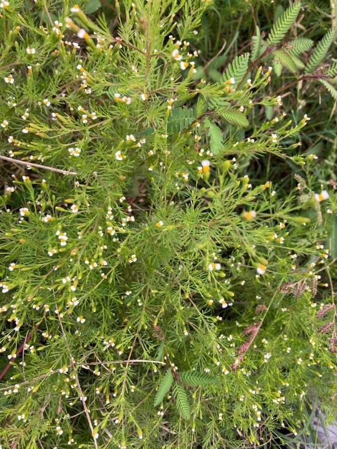 Tagetes filifolia flower