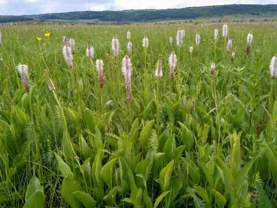 Plantago maxima — search result for 'Plantago'