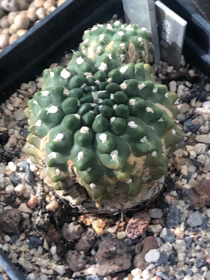Gymnocalycium amerhauseri — search result for 'Gymnocalycium'
