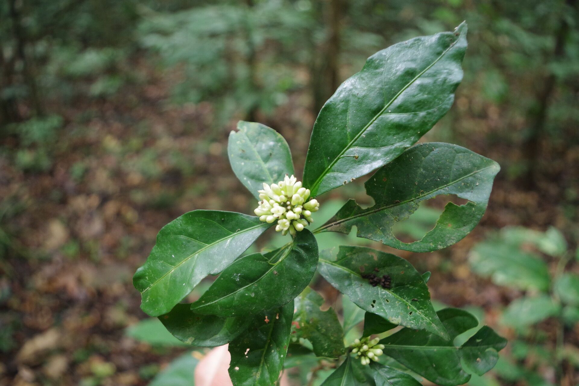 Chassalia subherbacea — houseplant care guide