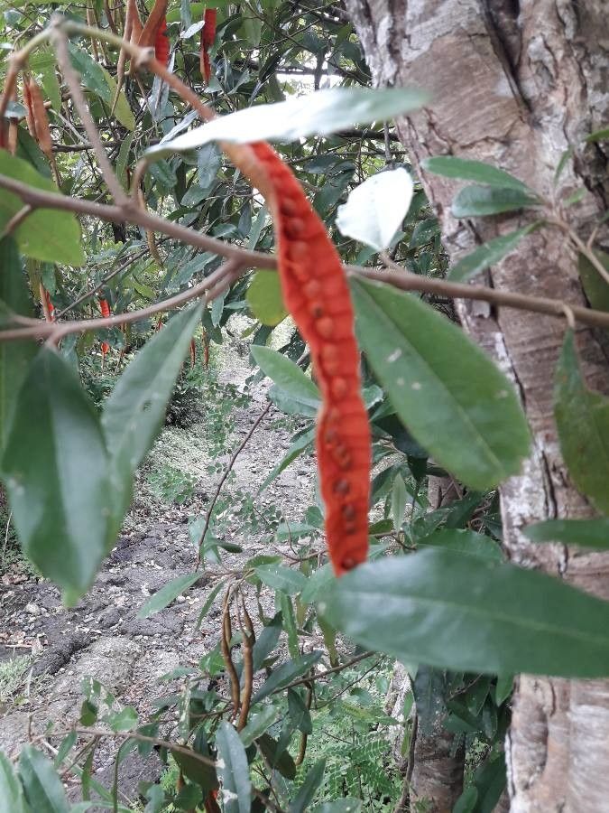 Capparis indica fruit