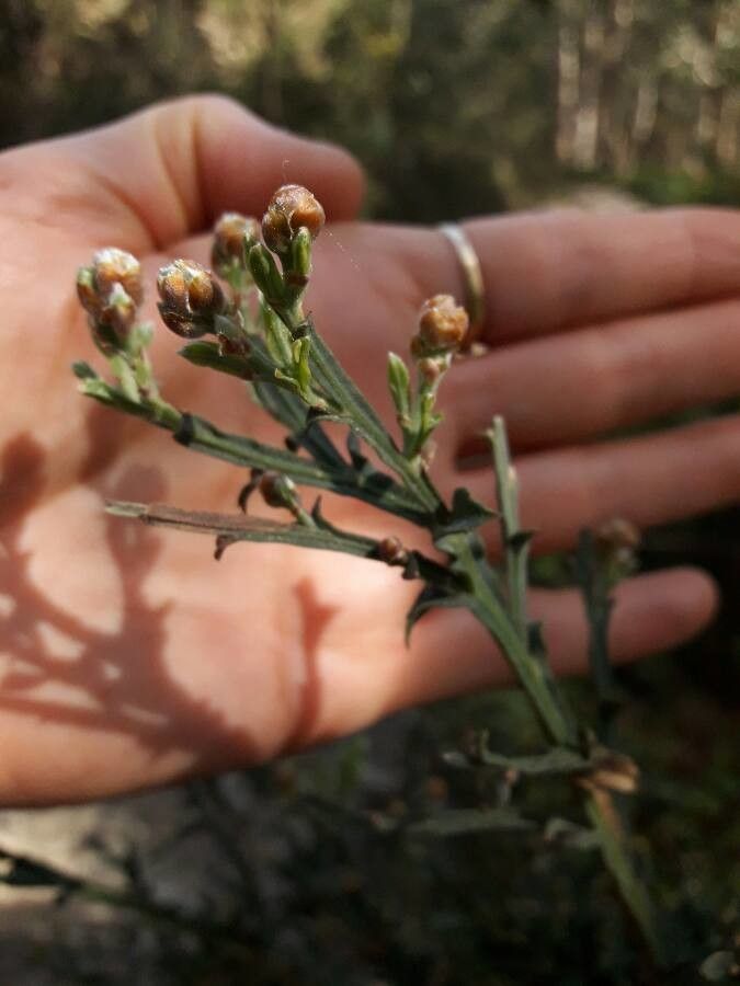 Genista tricuspidata — search result for 'Genista'