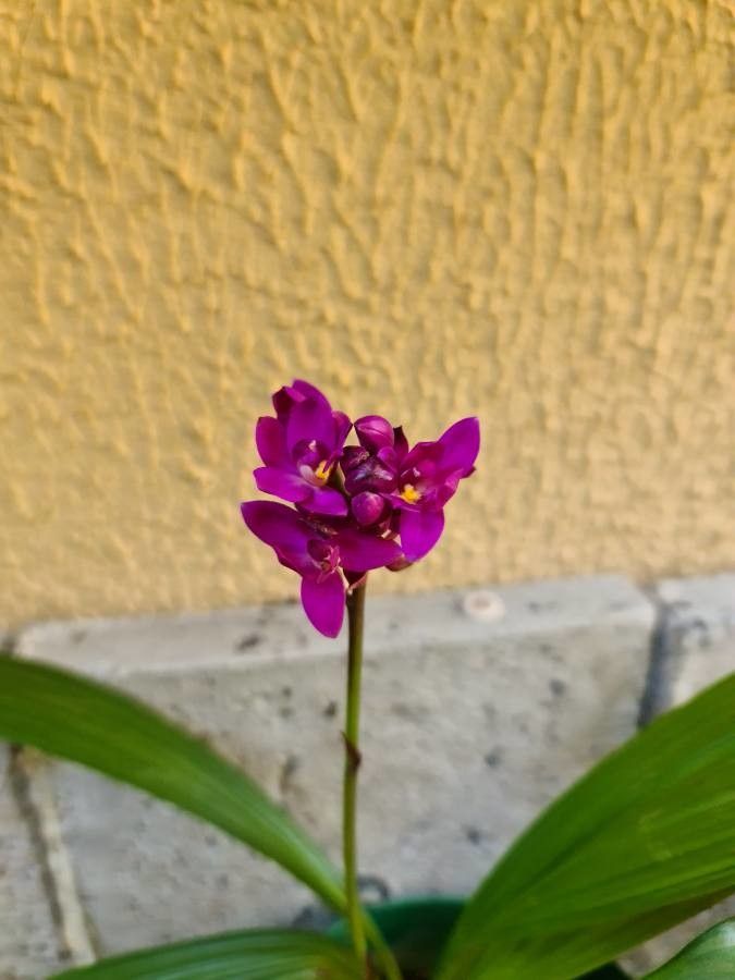 Spathoglottis petri flower