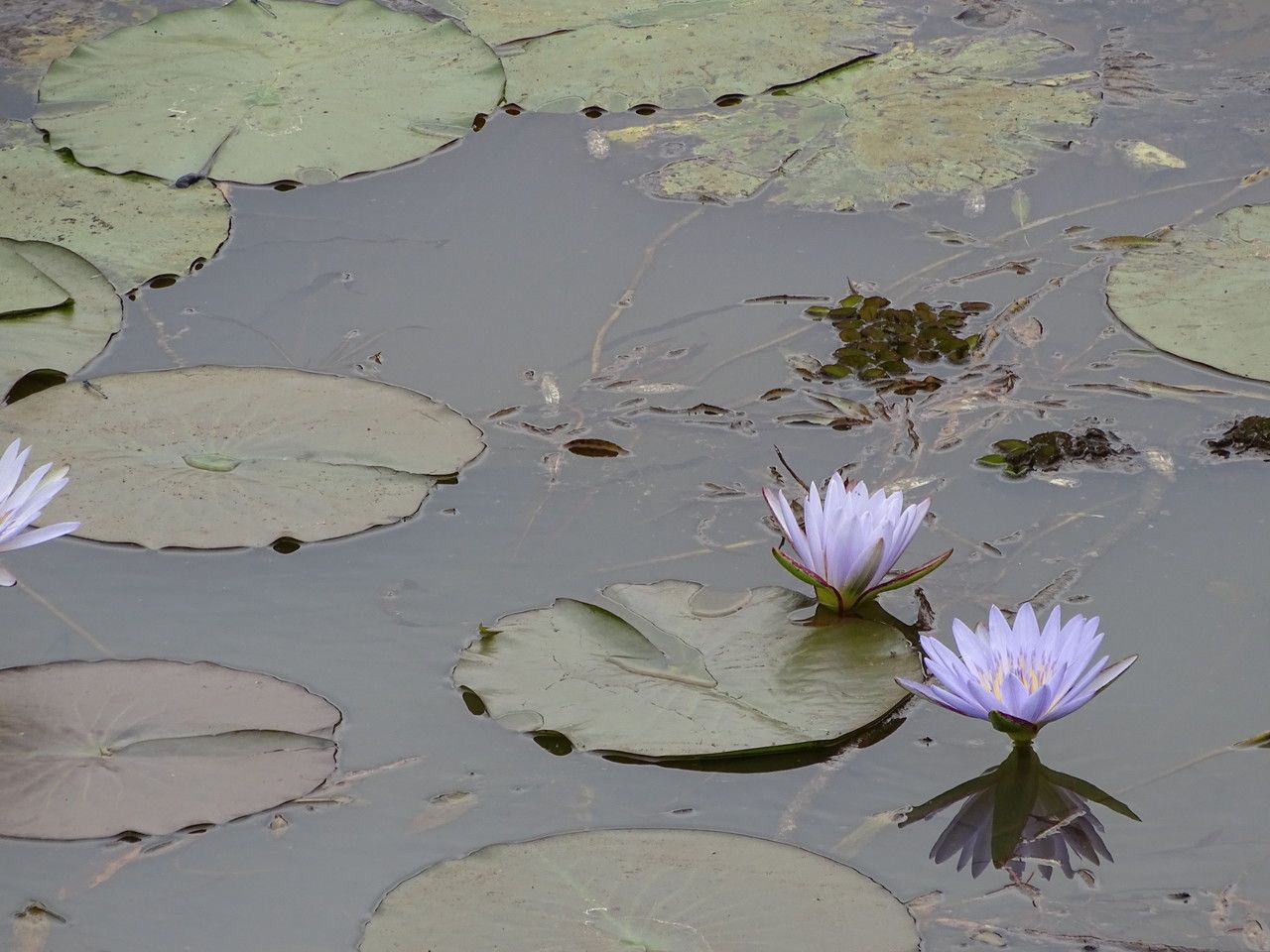 Nymphaea nouchali flower