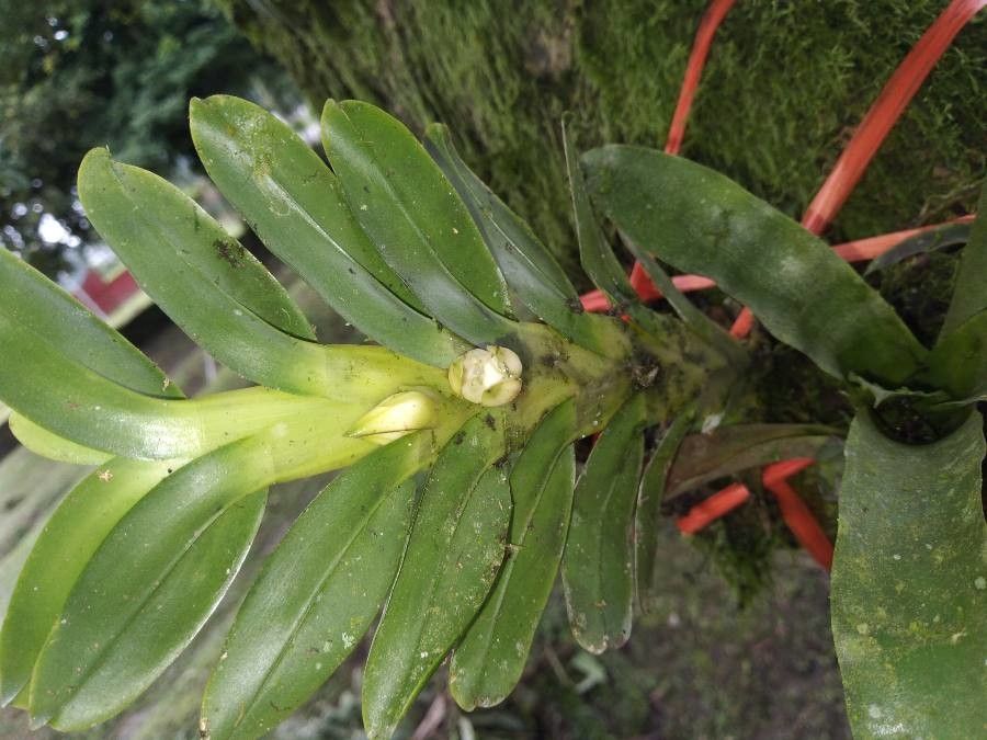 Dichaea globosa flower