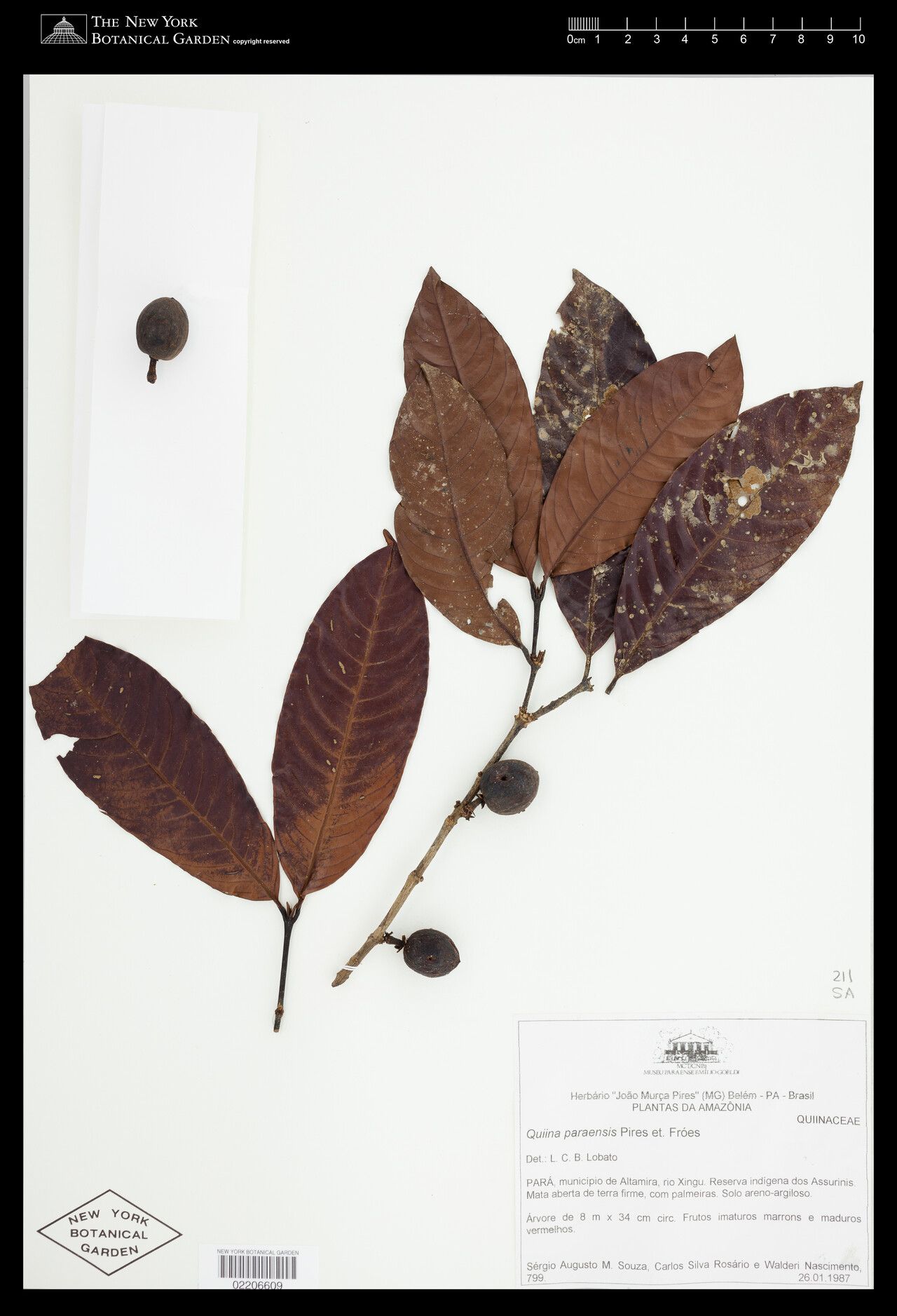 Quiina paraensis fruit