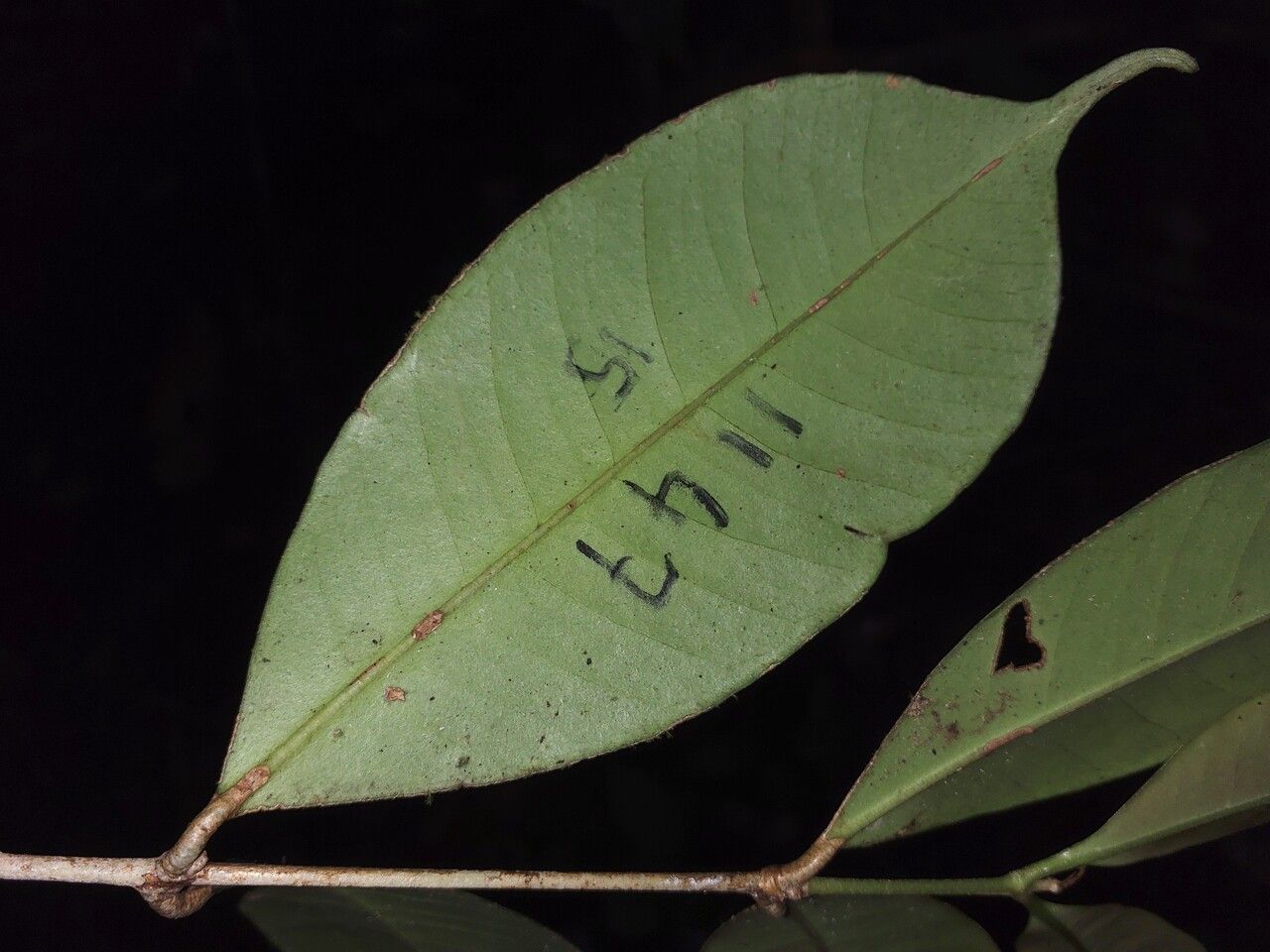 Eugenia exaltata leaf