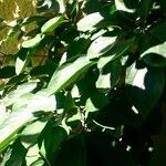 Diospyros virginiana