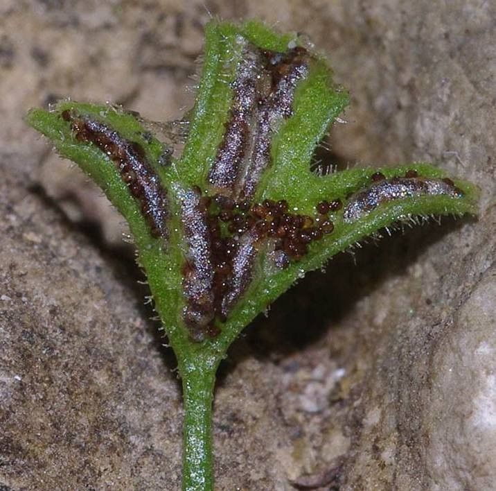 Asplenium seelosii fruit