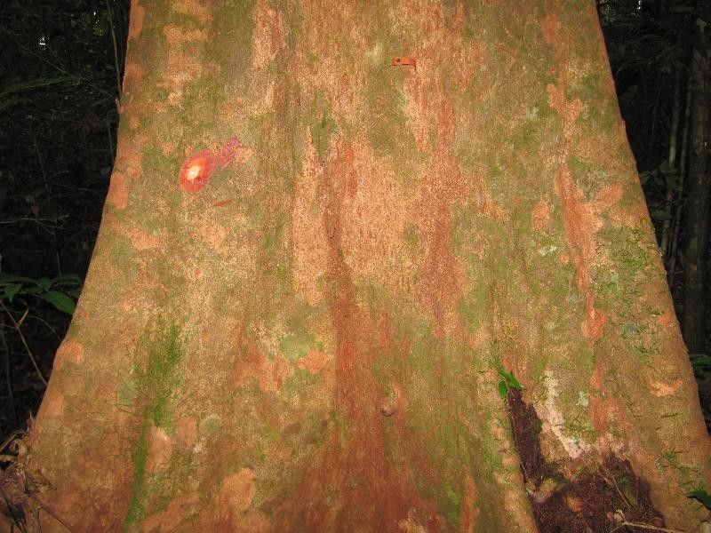 Maytenus guyanensis bark