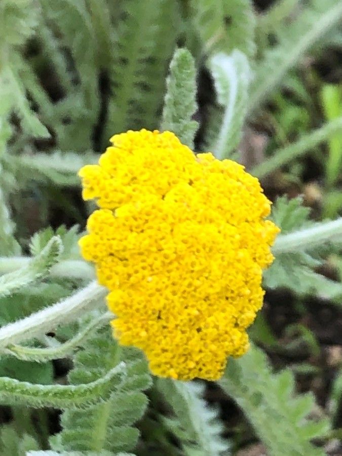Achillea coarctata flower