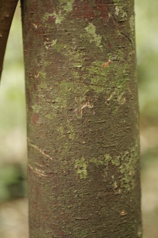 Ocotea indirectinervia — houseplant care guide