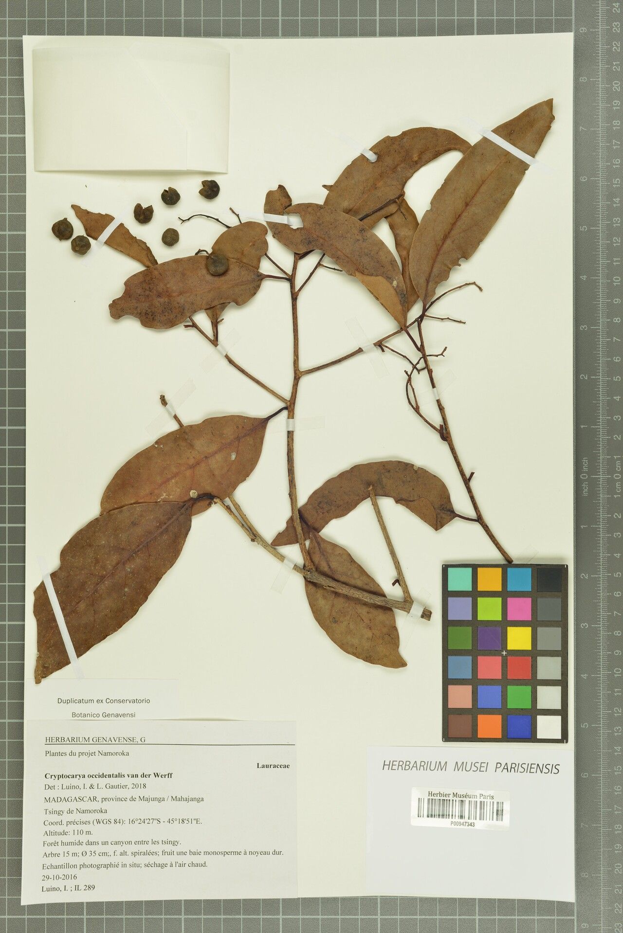 Cryptocarya occidentalis — houseplant care guide