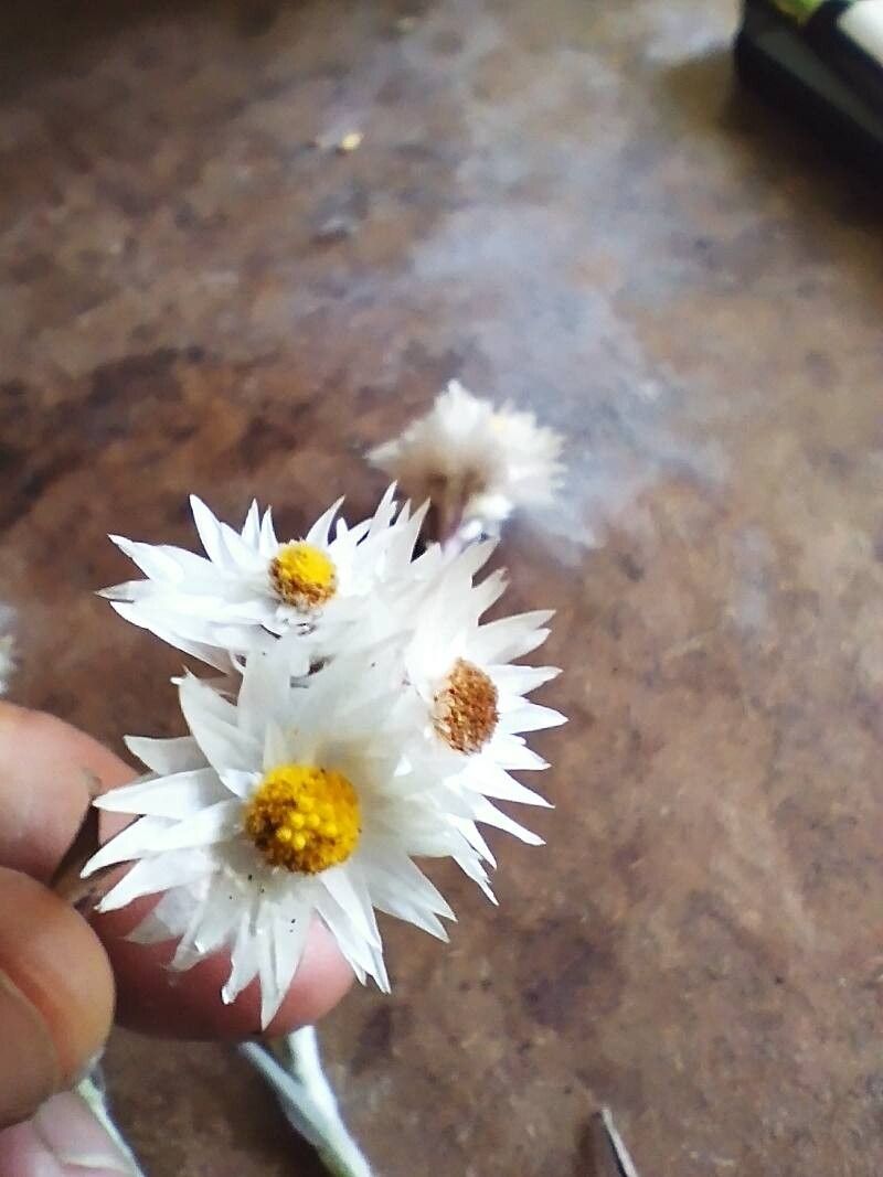 Edmondia sesamoides flower