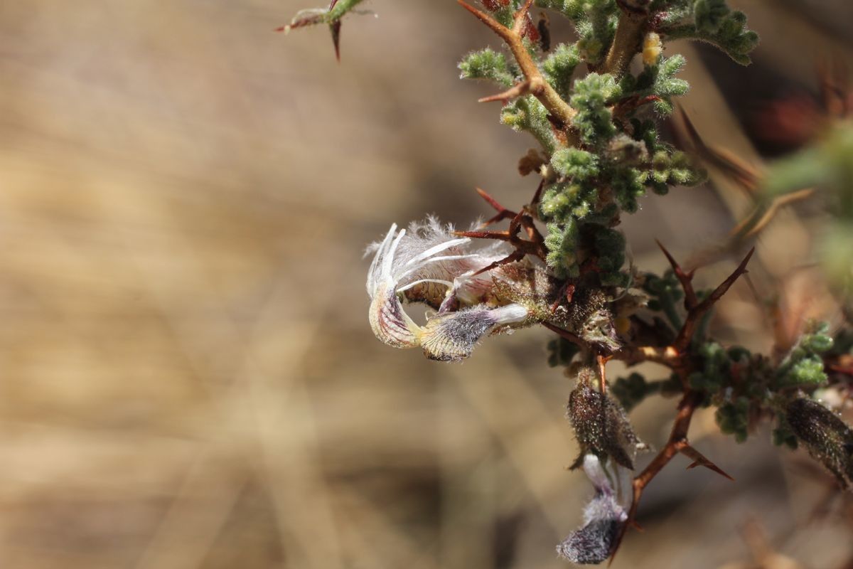 Adesmia polyphylla fruit
