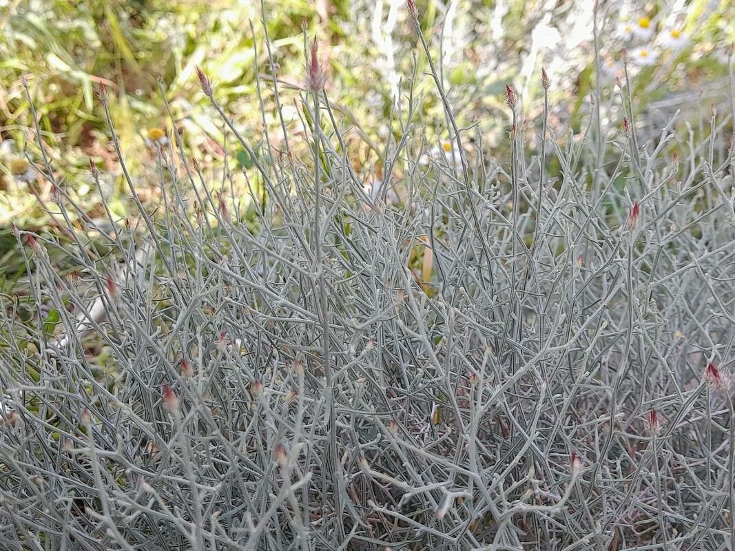 Centaurea intricata habit