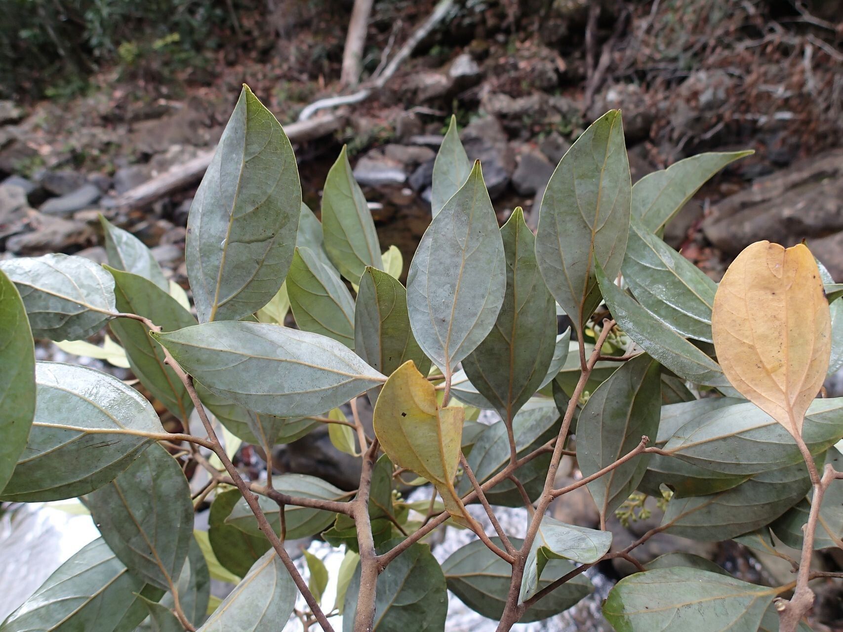 Cryptocarya transversa — houseplant care guide