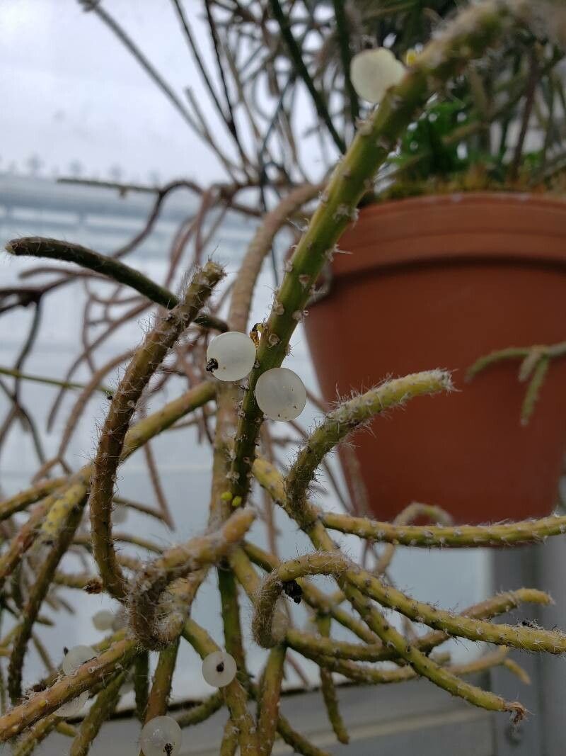 Rhipsalis teres fruit