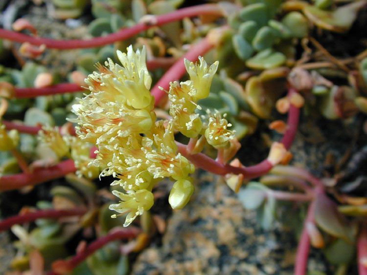 Sedum oregonense flower