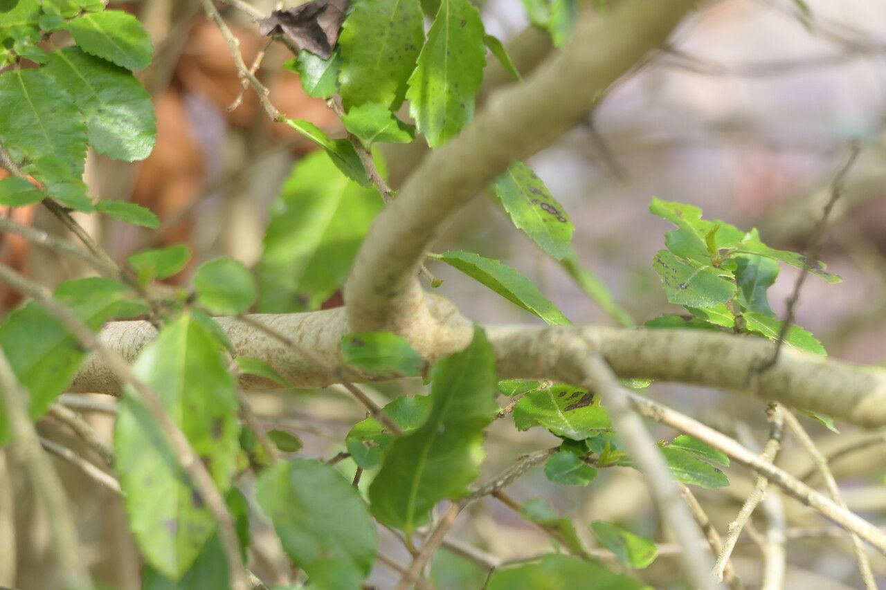 Azara dentata bark