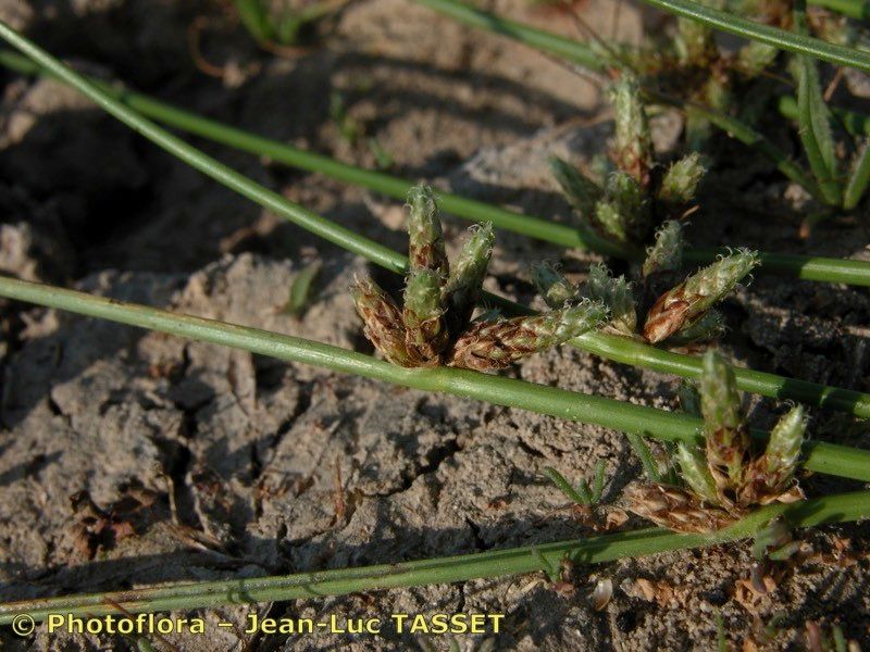 Schoenoplectus supinus flower