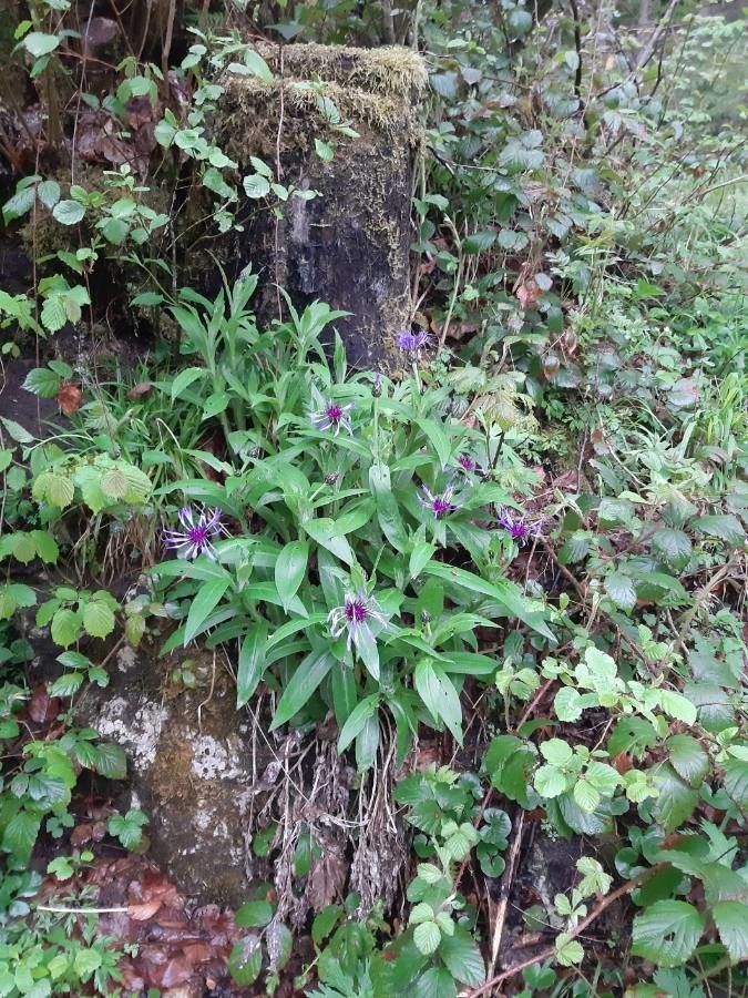 Cyanus lugdunensis habit