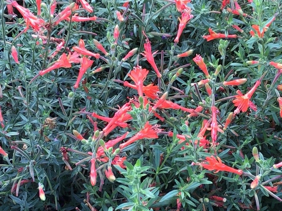 Zauschneria californica flower