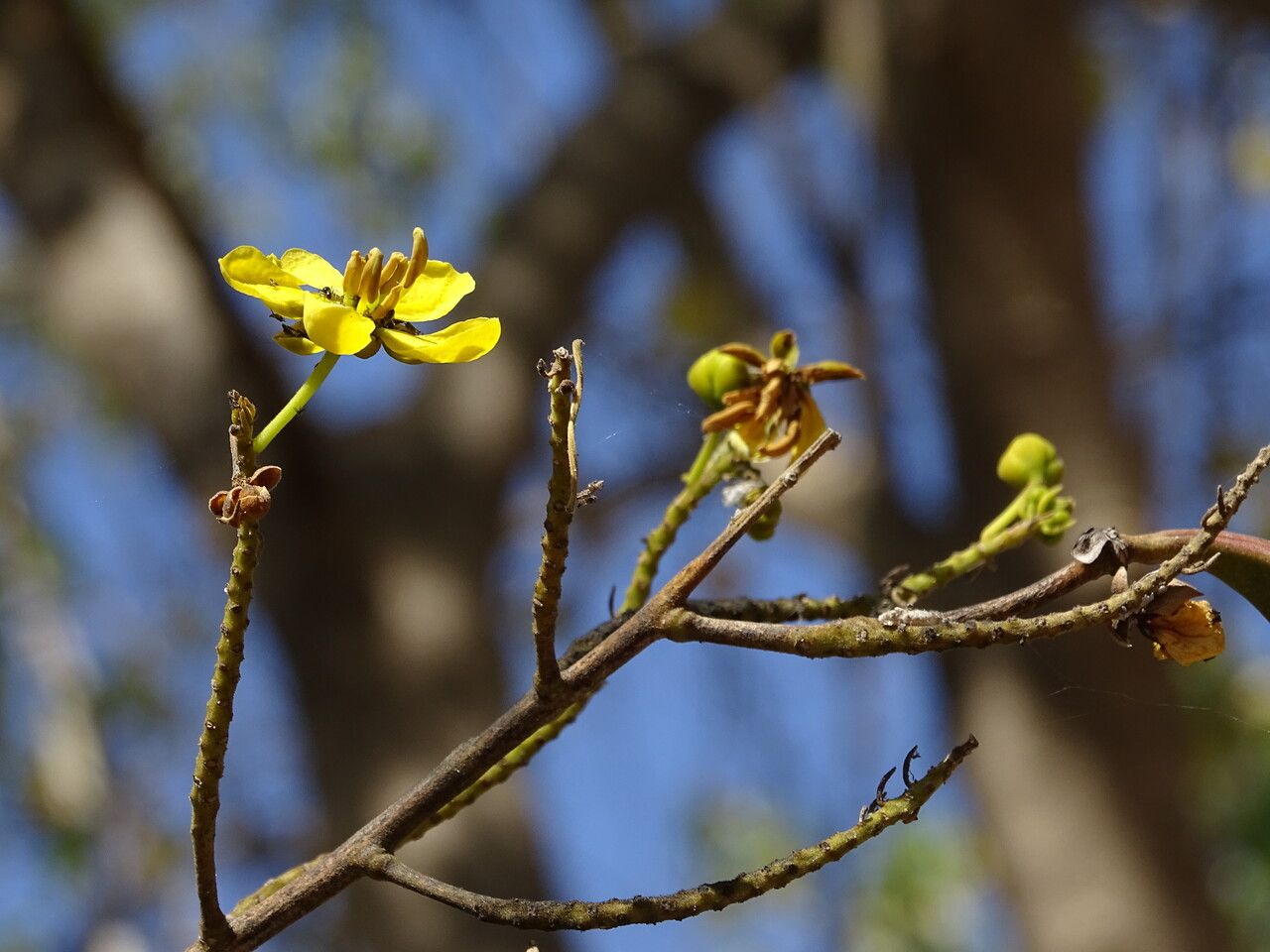 Senna siamea flower