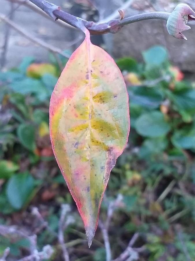 Cornus nuttallii — search result for 'Cornus'