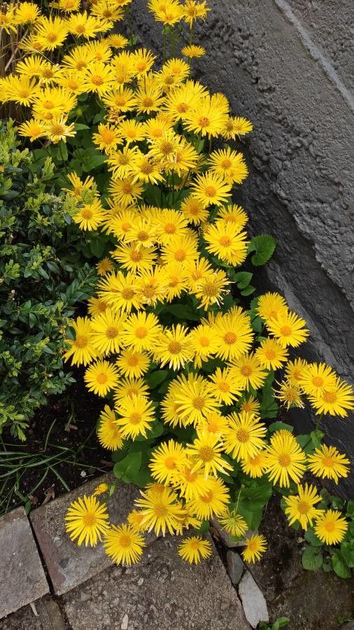 Doronicum orientale habit