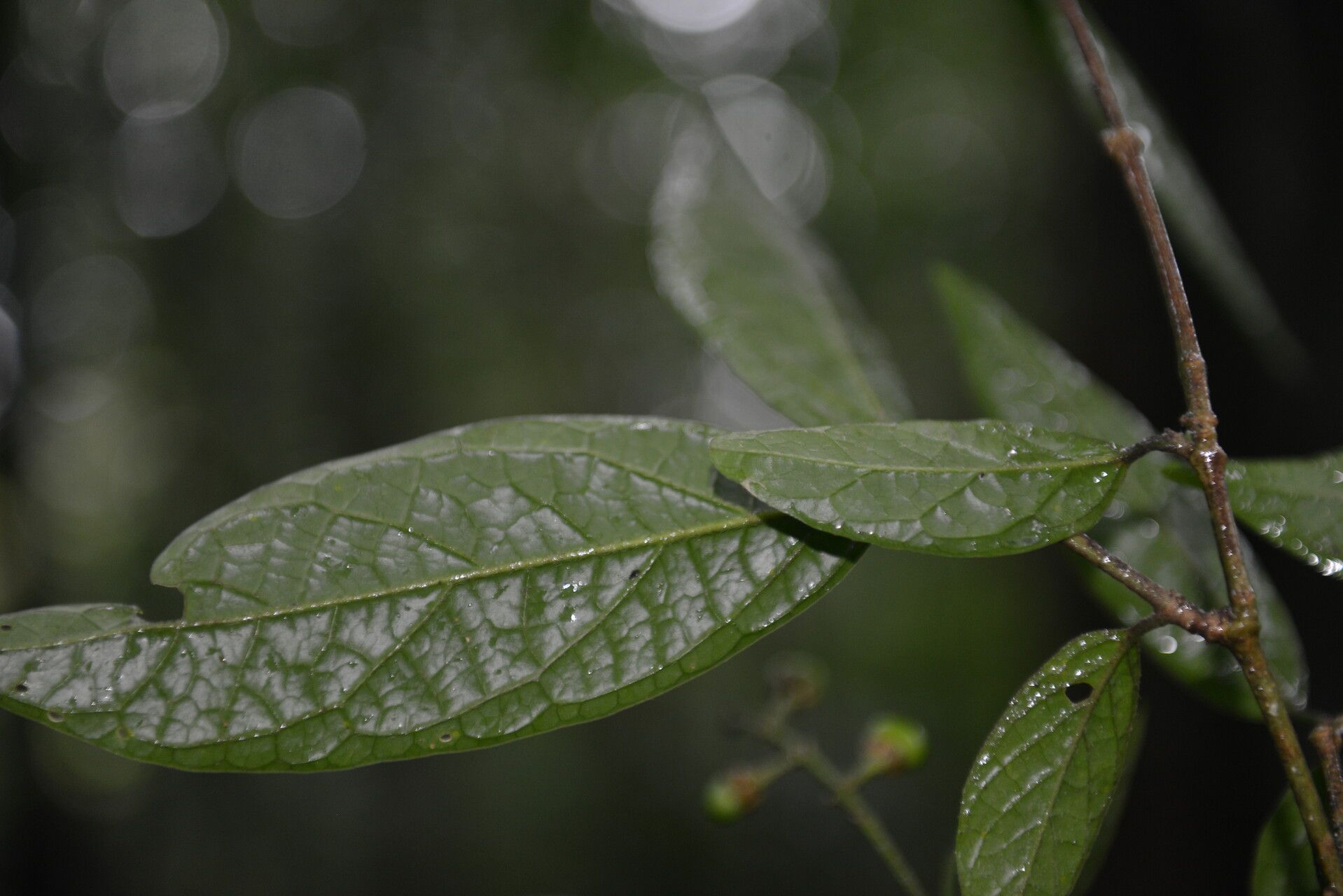 Bunchosia volcanica leaf