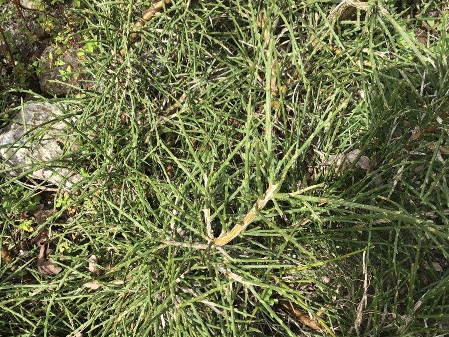 Genista hystrix — search result for 'Genista'