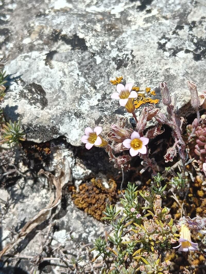 Sedum mucizonia flower