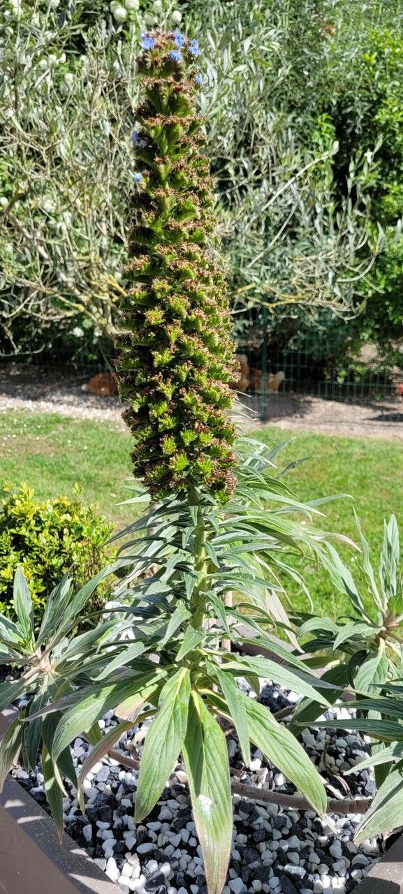 Echium virescens fruit