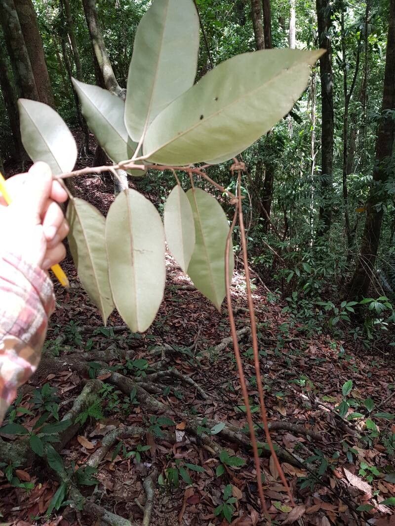Morisonia isthmensis fruit