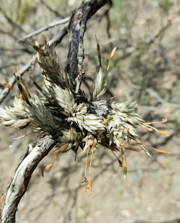 Tillandsia bryoides habit