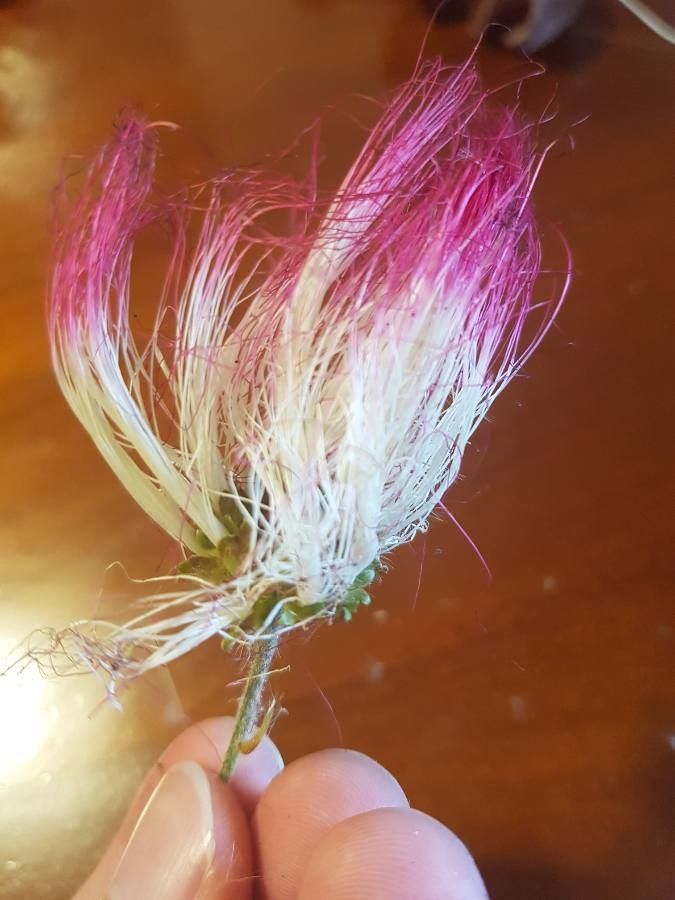 Calliandra bijuga — related species from the same genus