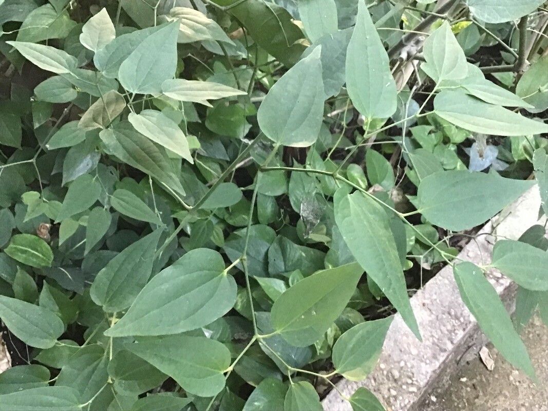 Piper unguiculatum — houseplant care guide