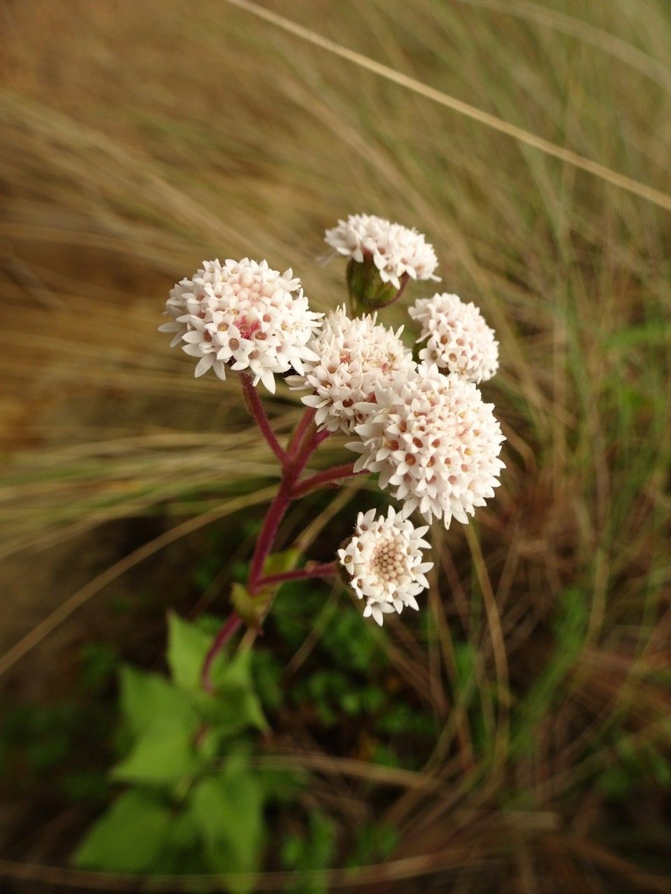 Ageratina prunellifolia — search result for 'Ageratina'