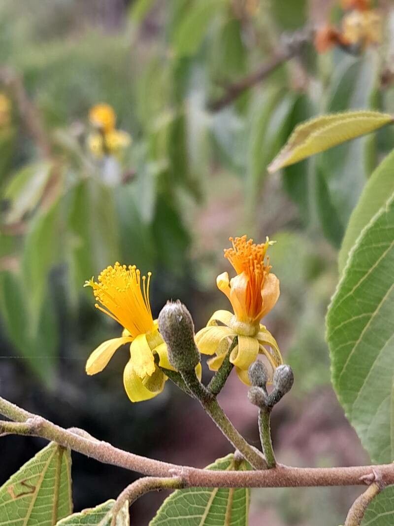 Grewia rhomboides flower