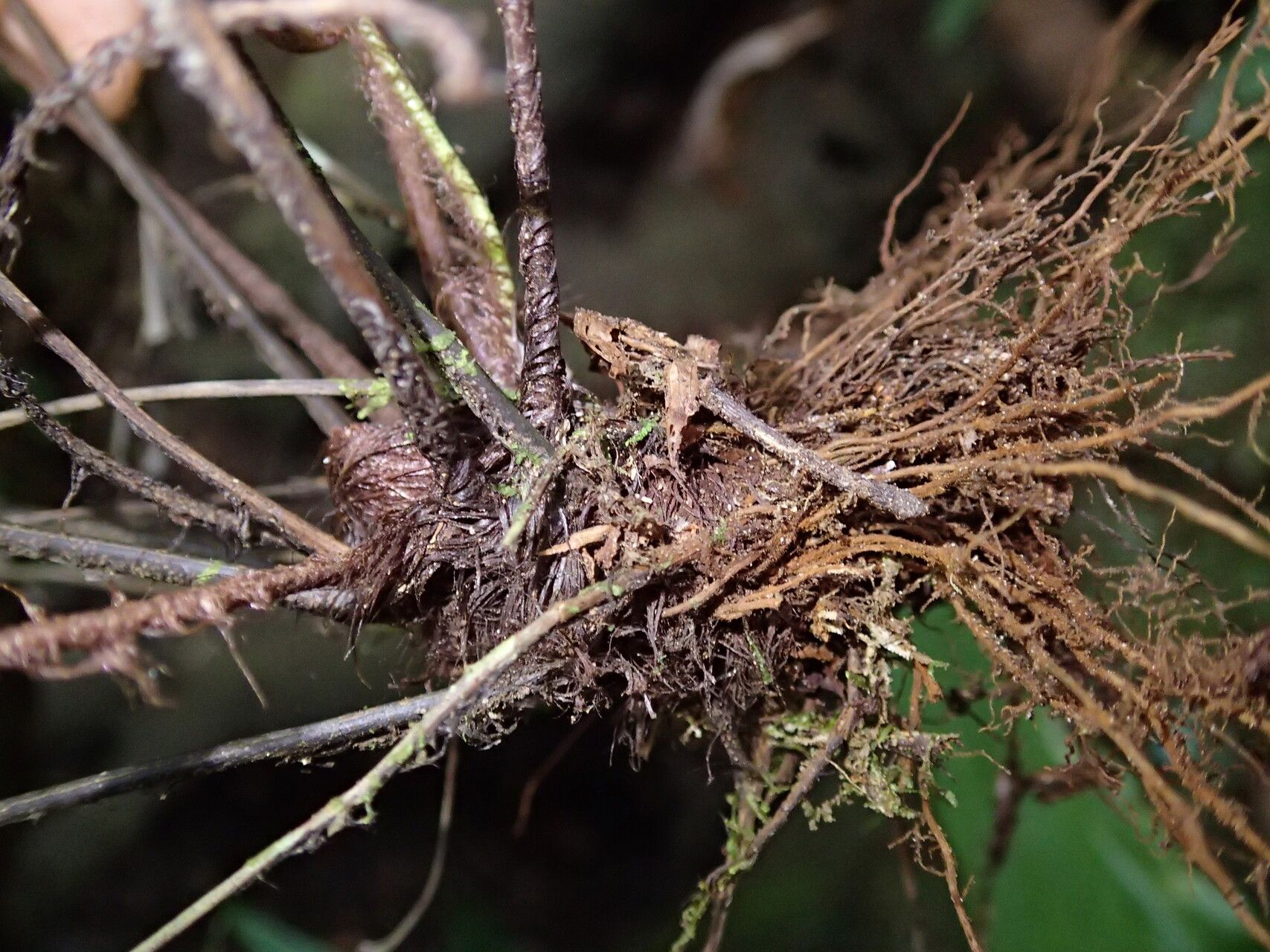 Asplenium laurentii other
