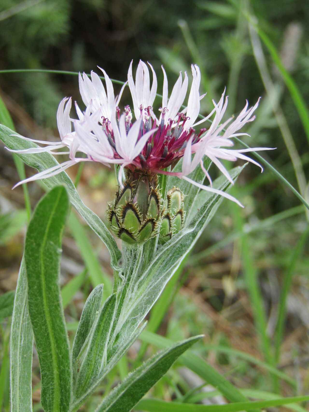 Cyanus pseudoaxillaris flower