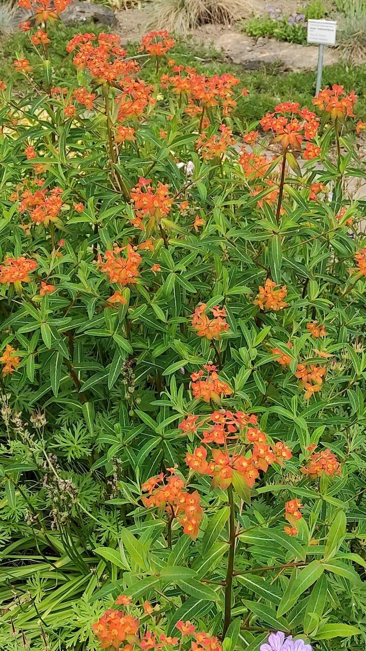 Euphorbia griffithii habit