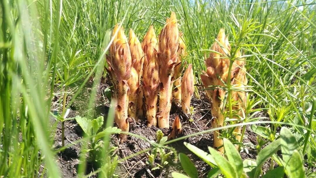 Orobanche elatior flower