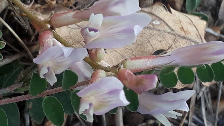 Astragalus australis flower